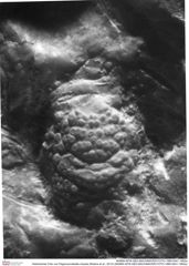 Historisches Foto von Pegomyrmekella chaulia (Robins et al., 2013) (NHMW-AFW-GEO-BACHMAYER-FOTO-1990-0041-1852a)